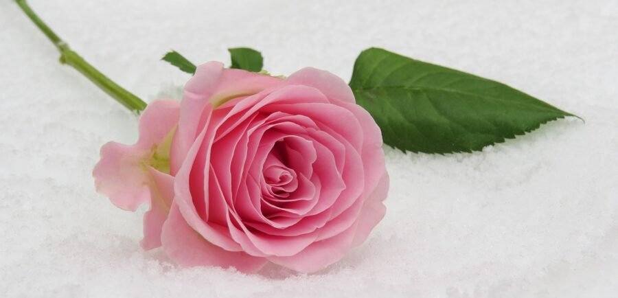 rose, winter rose, blossom, bloom, beautiful flowers, flower, nature, floral, plant, snow, beautiful, tender, symbol, flower wallpaper, symbolic, valentine, love, wedding, silver wedding anniversary, flower background, communion, rose flower, name day, white background, purity, macro, rose wallpaper